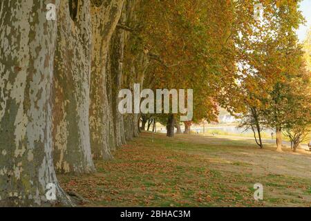 Viale alberato dell'imperatrice Augusta, sul lungomare del Reno a Coblenza, nel Deutsches Eck, Coblenza, Patrimonio dell'Umanità dell'UNESCO, alta Valle del Reno, Renania-Palatinato, Germania Foto Stock