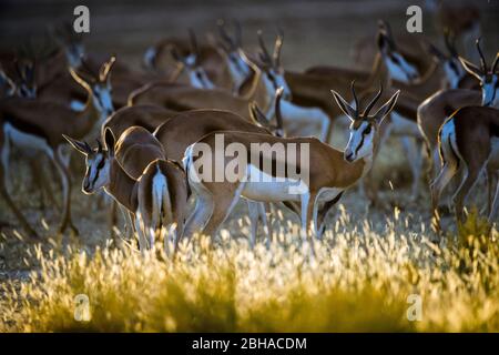 Vista di Springbok (Antidorcas marsupialis) mandria, Kgalagadi Transfrontier Park, Namibia, Africa Foto Stock