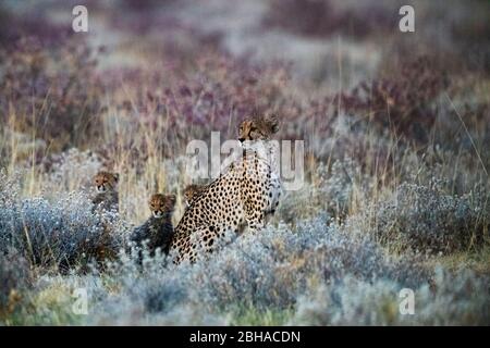 Vista della famiglia Cheetah (Acinonyx jubatus), Parco Nazionale Etosha, Namibia, Africa Foto Stock