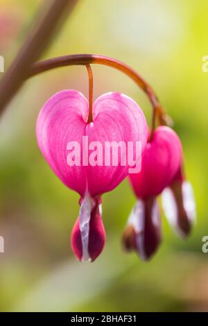 Cuore sanguinante, Lamprocapnos spectabilis, fiore del cuore bicolore, Herzerlstock, cuore fiammeggiante, cuore mariano, primo piano Foto Stock