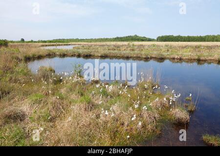 Acque nella riserva naturale Goldenstedter Moor, Goldenstedt, distretto di Vechta, bassa Sassonia, Germania, Europa Foto Stock