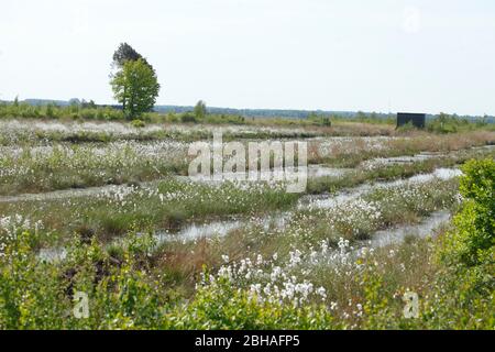 Acque di scarico nella riserva naturale di Goldenstedter Moor, Goldenstedt, distretto di Vechta, bassa Sassonia, Germania, Europa Foto Stock