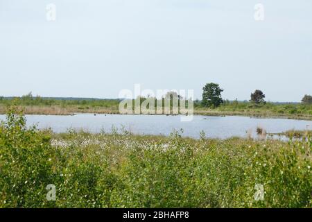 Acque di scarico nella riserva naturale di Goldenstedter Moor, Goldenstedt, distretto di Vechta, bassa Sassonia, Germania, Europa Foto Stock