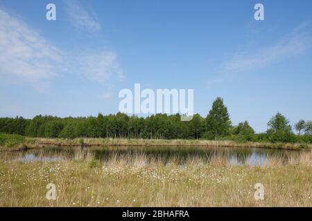 Acque nella riserva naturale Goldenstedter Moor, Goldenstedt, distretto di Vechta, bassa Sassonia, Germania, Europa Foto Stock