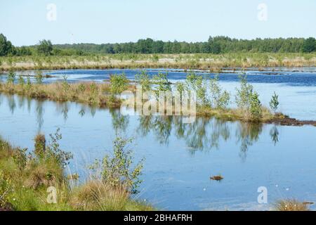 Acque nella riserva naturale Goldenstedter Moor, Goldenstedt, distretto di Vechta, bassa Sassonia, Germania, Europa Foto Stock