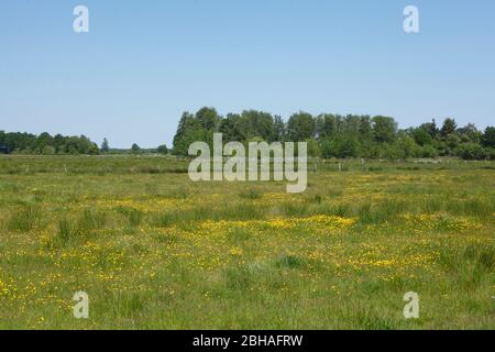 Diepholzer Moor, Diepholz, Landkreis Diepholz, bassa Sassonia, Germania, Europa Foto Stock