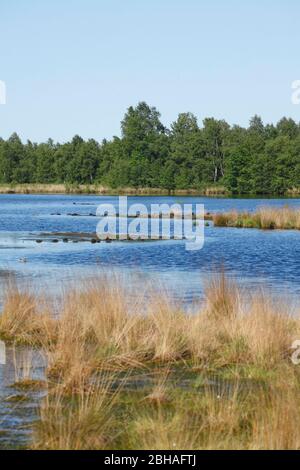 Acque nella riserva naturale Goldenstedter Moor, Goldenstedt, distretto di Vechta, bassa Sassonia, Germania, Europa Foto Stock