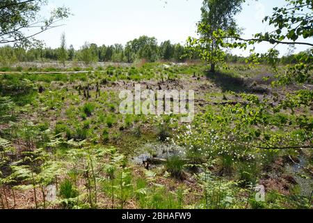 Diepholzer Moor, Diepholz, Landkreis Diepholz, bassa Sassonia, Germania, Europa Foto Stock