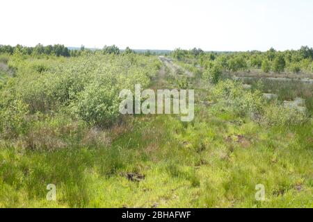 Diepholzer Moor, Diepholz, Landkreis Diepholz, bassa Sassonia, Germania, Europa Foto Stock