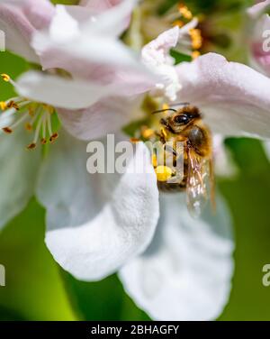 Minibeast: Un'ape di miele, Apis mellifera, raccolta di nettare e polline dalle stampe di bianco albero di mele fioriscono in primavera, Surrey Foto Stock