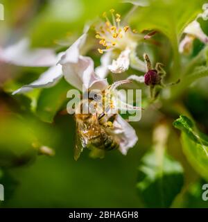 Minibeast: Un'ape di miele, Apis mellifera, raccolta di nettare e polline dalle stampe di bianco albero di mele fioriscono in primavera, Surrey Foto Stock