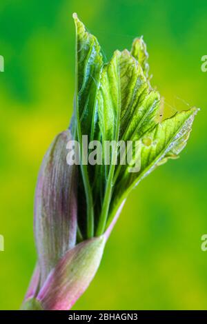 Sparare foglie, foglie di acero giovani Foto Stock