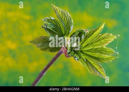 Sparare foglie, foglie di acero giovani Foto Stock
