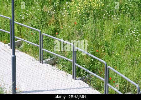 Un prato selvatico specialmente con fiori di papavero e margherite sulla strada chiusa. Foto Stock