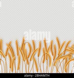 Mazzo di spighe di grano, grani interi secchi senza giunture realistiche illustrazione isolato su sfondo trasparente. Modello di oggetti da forno. EPS 10 Illustrazione Vettoriale