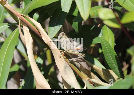 Grasshopper si siede in un albero, circa per nutrirsi sulle foglie Foto Stock