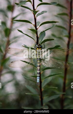 Dragonfly nel cortile anteriore Foto Stock