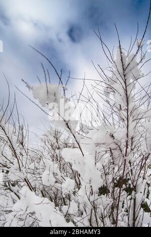 Rami innevati contro il cielo della vignaria Foto Stock