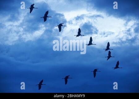 Oche selvatiche in volo di formazione nel cielo di sera Foto Stock