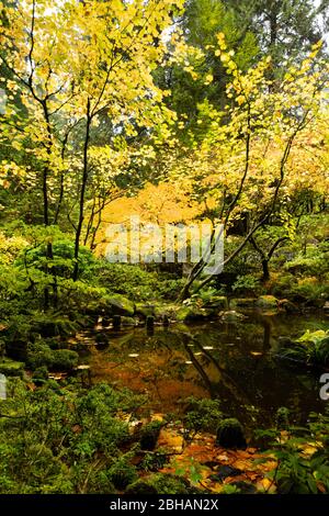 Riflessioni in stagno in autunno, giardino giapponese, Portland, Oregon, Stati Uniti Foto Stock