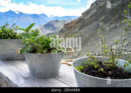 Europa, Austria, Tirolo, Alpi Ötztal, Umhausen, coltivazione di erbe sulla terrazza dell'Erlanger Hütte nel Ötztal Foto Stock