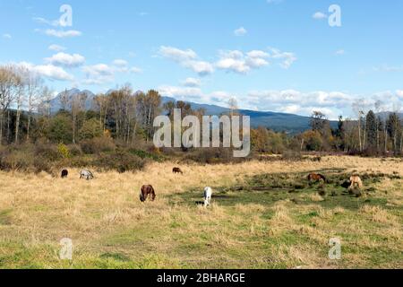 Splendida vista dalla storica Pitt Meadows - Maple Ridge Dykes nella Greater Vancouver Area, British Columbia, Canada. Cavalli nei campi, montagne Foto Stock