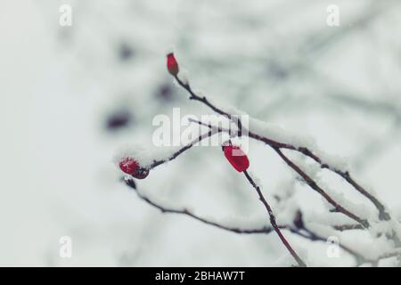 Rosso inverno: Rose coperte di neve Foto Stock