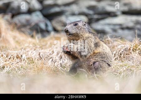 La marmotta alpina, Marmota marmota, Parco Nazionale degli Hohe Tauern, Grossglockner Strada alpina, Carinzia, Austria, Europa Foto Stock