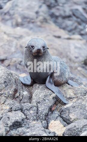 New Zealand Fur Seal Pup (Arctocephalus forsteri), Penisola di Otago, Isola del Sud, Otago, Nuova Zelanda, Foto Stock