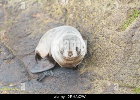 Cuccia di pelliccia di Nuova Zelanda (Arctocephalus forsteri), Penisola di Otago, Otago, Isola del Sud, Nuova Zelanda, Foto Stock