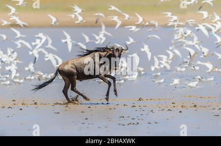 wildebeest bianco-bearded occidentale (Connochaetes taurinus mearnsi) colonia sorprendente di uccelli bianchi, Tanzania Foto Stock