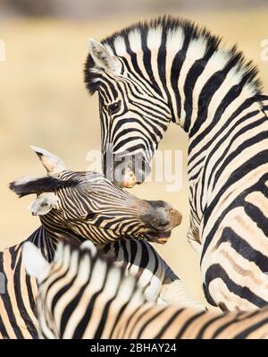 Due giovani zebre Burchells (Equus quagga burchellii) che giocano all'aperto, Namibia Foto Stock