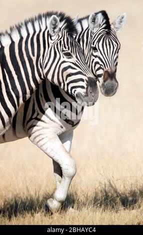 Due zebre Burchells (Equus quagga burchellii) in piedi fianco a fianco, Namibia Foto Stock