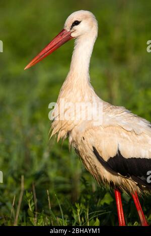 Ritratto di cicogna bianca (Ciconia ciconia), Tanzania Foto Stock