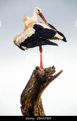 Cicogna bianca (Ciconia ciconia) grooming on branch, Tanzania Foto Stock