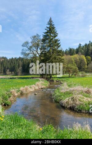 Germania, Baden-Württemberg, Gammertingen, riserva naturale Fehlatal, valle del Fehla, affluente del Lauchert. L'idilliaca zona escursionistica si trova nel Geopark Swabian Alban. Foto Stock