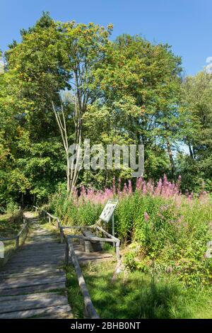 Germania, Baden-Württemberg, Lenningen-Schopfloch, Schopflocher torba, Holzbohlenweg presso l'ottoHoffmeister-Haus, Foto Stock