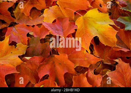 Primo piano delle foglie autunnali cadute Foto Stock