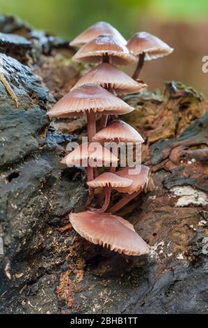 Russelmling dagli occhi grigi, Micena aetites Foto Stock