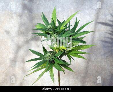 Pianta di marijuana (Cannabis sativa). Foto Stock