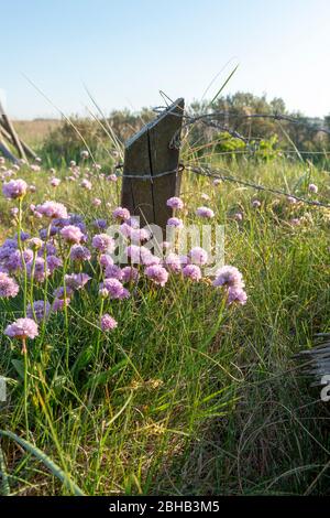 Danimarca, Ringkøbingfjord, Varde, beachgrass (Armeria maritima). Foto Stock