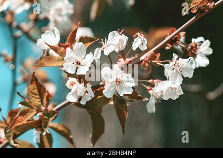 Fiori di ciliegio bianco primo piano in fiore Foto Stock