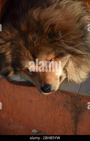 La testa di un grande cane marrone godendosi e napping al sole Foto Stock