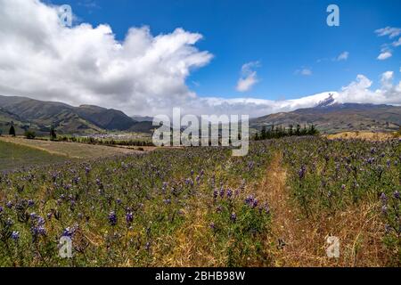 Paesaggio andino ecuadoriano, vulcano Cayambe visto da Pisillo Foto Stock