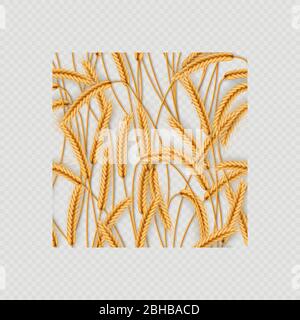 Mazzo di spighe di grano, grani interi secchi senza giunture realistiche illustrazione isolato su sfondo trasparente. Modello di oggetti da forno. EPS 10 Illustrazione Vettoriale
