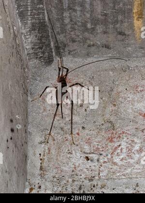 Grotta weta. Giganti grilli senza luce endemici della Nuova Zelanda sull'isola di Maud nei suoni di Marlborough. Foto Stock