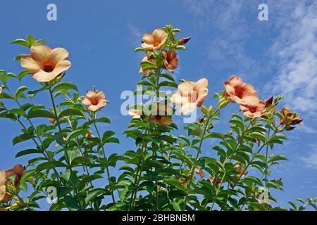 pesca allamanda fiore Foto Stock