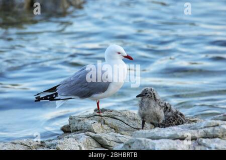 Rosso-fatturati gabbiano con piccoli pulcini, Kaikoura peninsula, South Island, in Nuova Zelanda. Questo uccello è nativo di Nuova Zelanda. Foto Stock