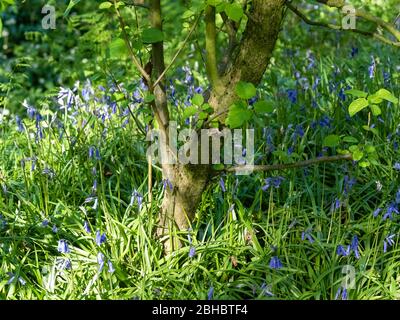 Un legno di Bluebell è un bosco che in primavera ha un tappeto di fiori Bluebells sotto un baldacchino di foglia di nuova formazione. Foto Stock