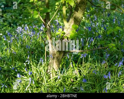 Un legno di Bluebell è un bosco che in primavera ha un tappeto di fiori Bluebells sotto un baldacchino di foglia di nuova formazione. Foto Stock